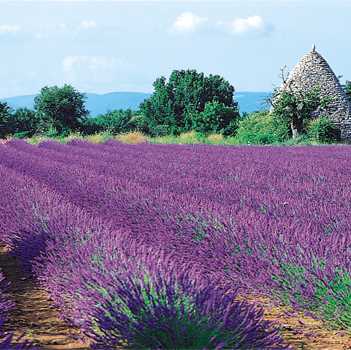 http://poemes-provence.fr/wp-content/uploads/2009/05/aix_en_provence_champs_lavandeok2.jpg